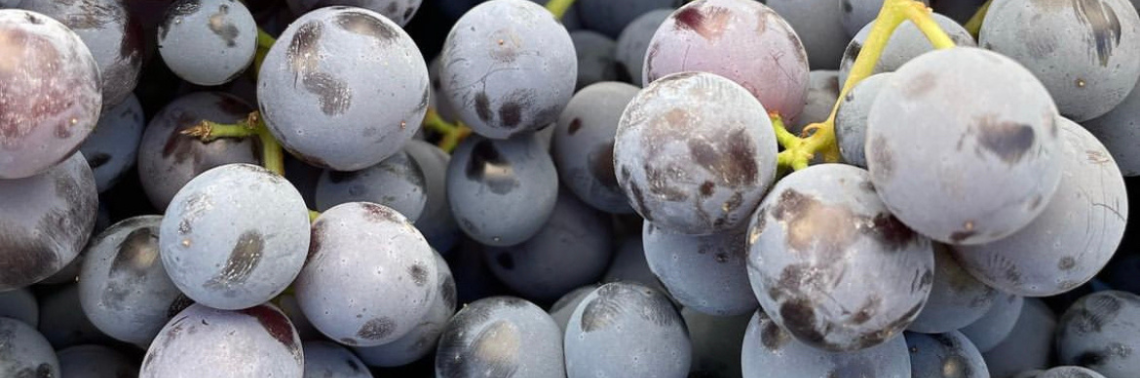 La Mesa Village Farmers Market Grapes
