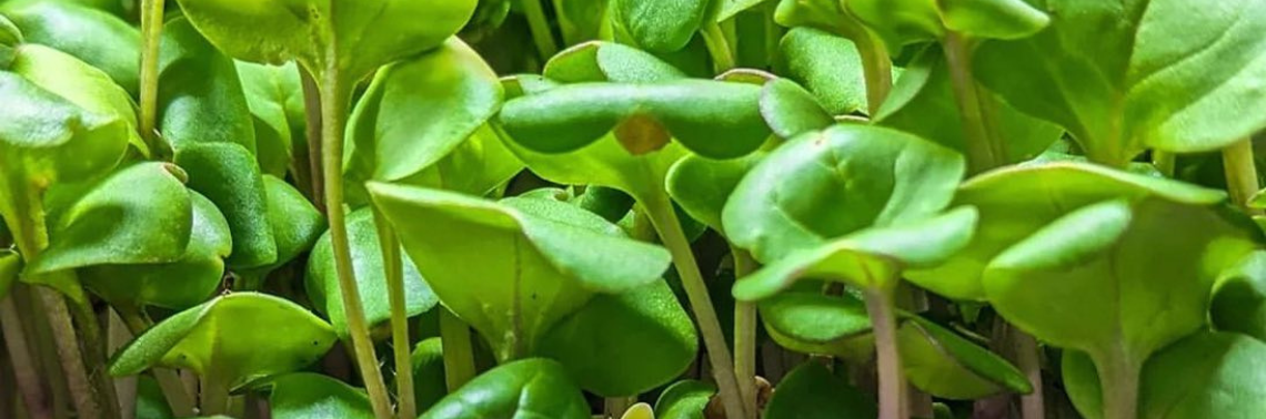La Mesa Village Farmers Market Micro Greens
